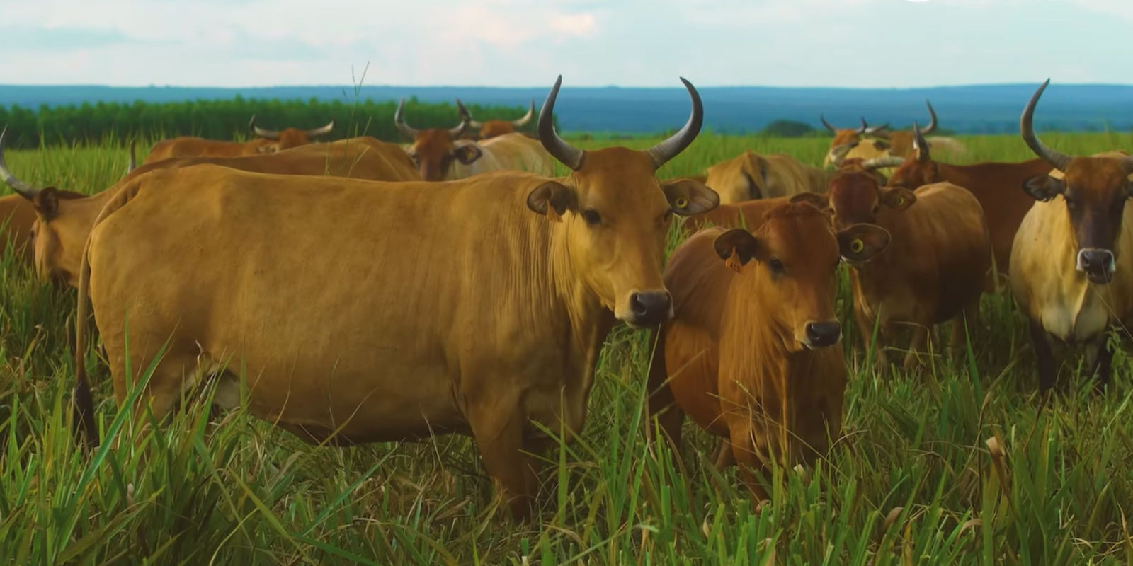 Leia mais sobre o artigo Taurino Tropical: criador da raça Caracu alia produtividade com qualidade da carne